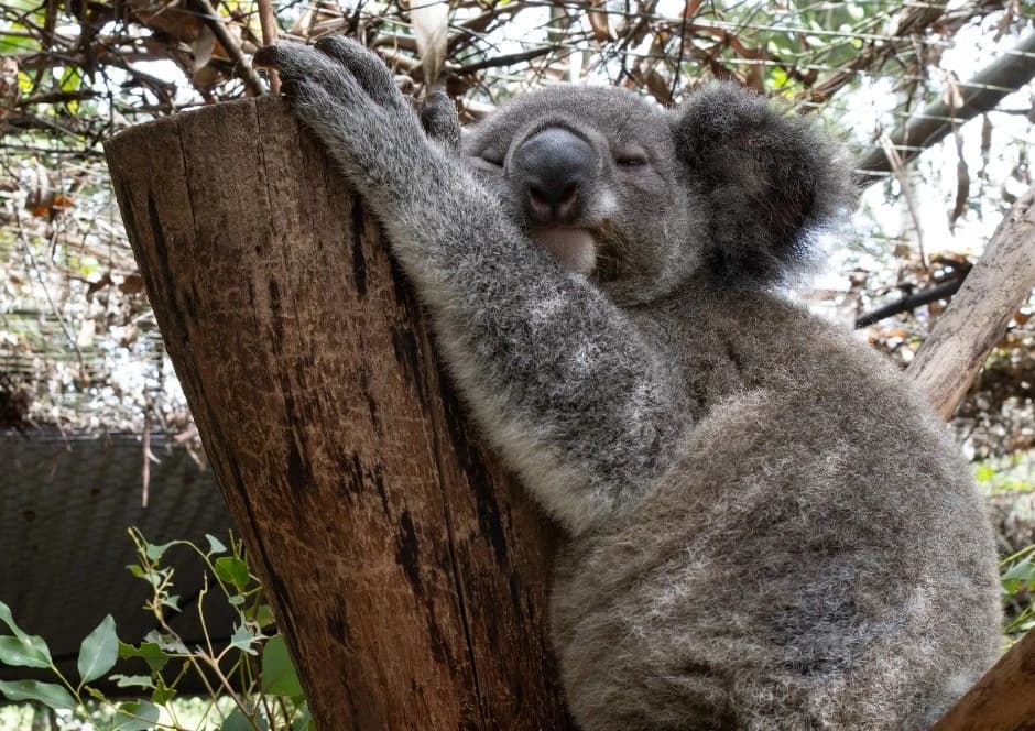 HODL for a Cause 🐨