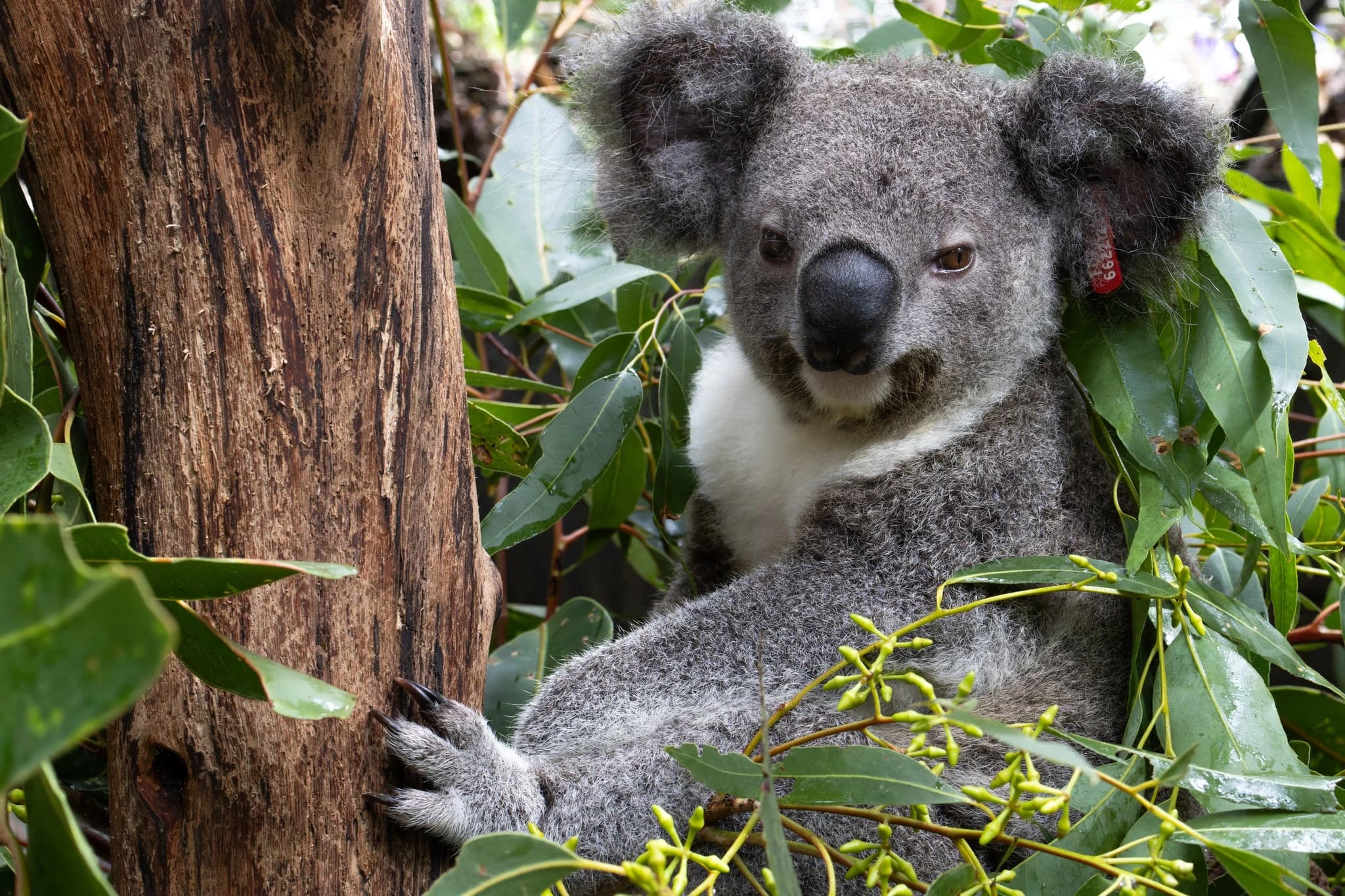 sir this is a eucalyptus